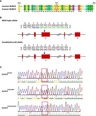 The autoinflammation-associated NLRC4V341A mutation increases microbiota-independent IL-18 production but does not recapitulate human autoinflammatory symptoms in mice